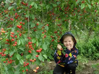 Крымск: 500 тысяч для Геннадия Пелипенко - Совершенно Секретно Крымск: 500 тысяч для Геннадия Пелипенко - Совершенно Секретно