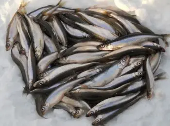 ЛОВИСЬ РЫБКА БОЛЬШАЯ И… ЦАРСКАЯ - Совершенно Секретно