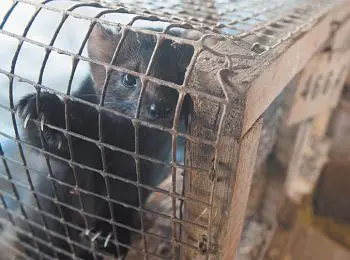 ШКУРНЫЙ ИНТЕРЕС - Совершенно Секретно ШКУРНЫЙ ИНТЕРЕС - Совершенно Секретно