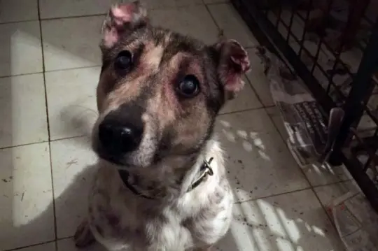 Лохматый «Оскар» достался русскому Хатико - Совершенно Секретно Лохматый «Оскар» достался русскому Хатико - Совершенно Секретно