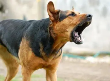 Тайны собачьего двора - Совершенно Секретно Тайны собачьего двора - Совершенно Секретно