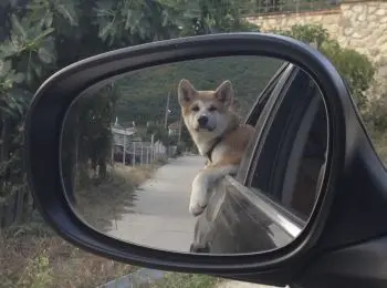 ПЁС С НИМИ - Совершенно Секретно ПЁС С НИМИ - Совершенно Секретно