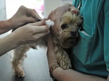 Псы, коты и прочие пациенты - Совершенно Секретно