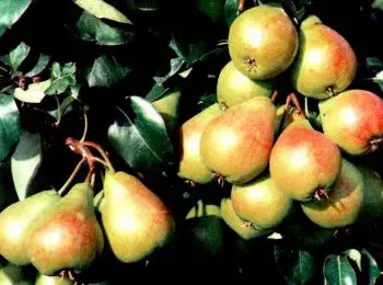 Бульдозером по плодородию - Совершенно Секретно