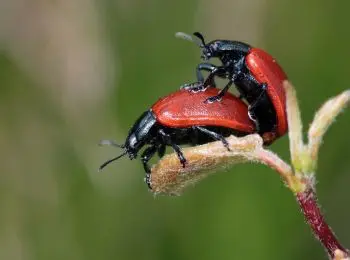 Какой секспросвет нужен школьникам? - Совершенно Секретно Какой секспросвет нужен школьникам? - Совершенно Секретно