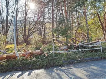 Когда деревья убивают - Совершенно Секретно Когда деревья убивают - Совершенно Секретно