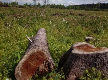 ДОВЫРУБАЛИСЬ - Совершенно Секретно ДОВЫРУБАЛИСЬ - Совершенно Секретно