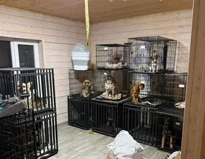 в подмосковье «концлагерь для котов» проверит прокуратура - Сайт Газеты «Совершенно Секретно» в подмосковье «концлагерь для котов» проверит прокуратура - Сайт Газеты «Совершенно Секретно»