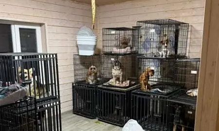 В Подмосковье «концлагерь для котов» проверит прокуратура В Подмосковье «концлагерь для котов» проверит прокуратура