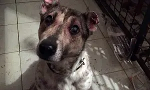 Лохматый «Оскар» достался русскому Хатико