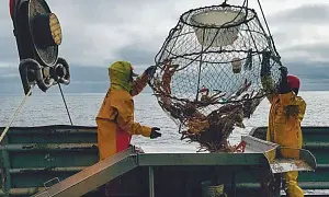 Ползком за крабом Ползком за крабом