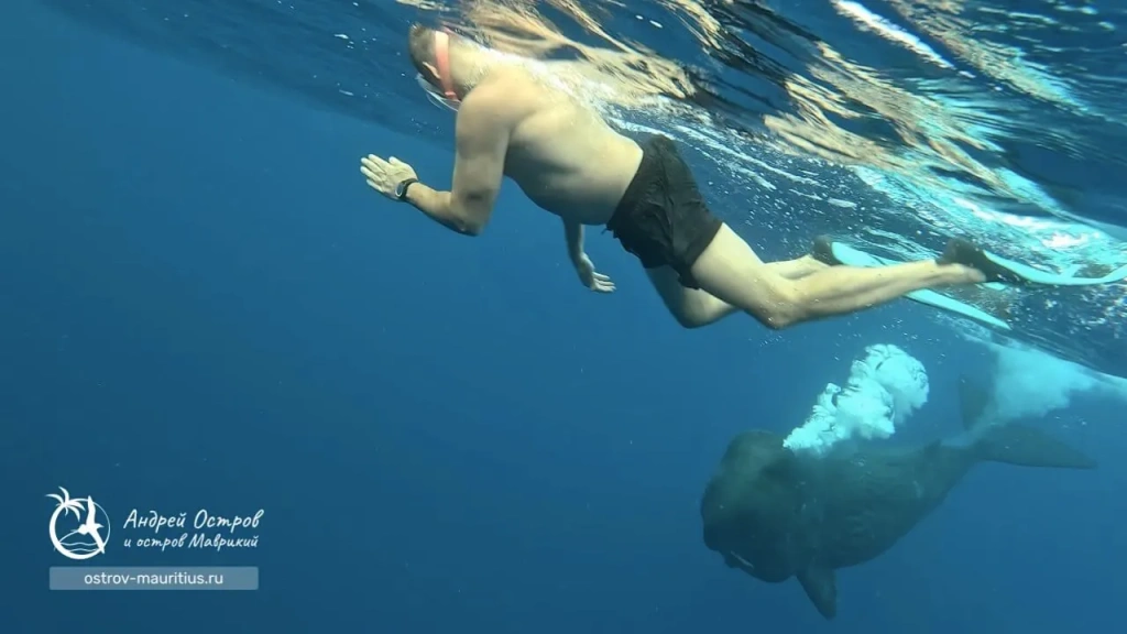 плавание с китами на Маврикии
