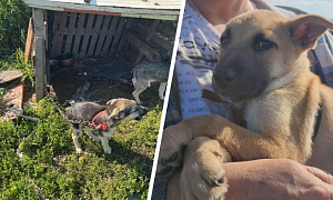 В Подмосковье накрыли ферму, где вьетнамцы разводили собак на еду