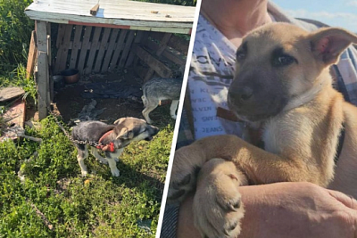 в подмосковье накрыли ферму, где вьетнамцы разводили собак на еду - Сайт Газеты «Совершенно Секретно»